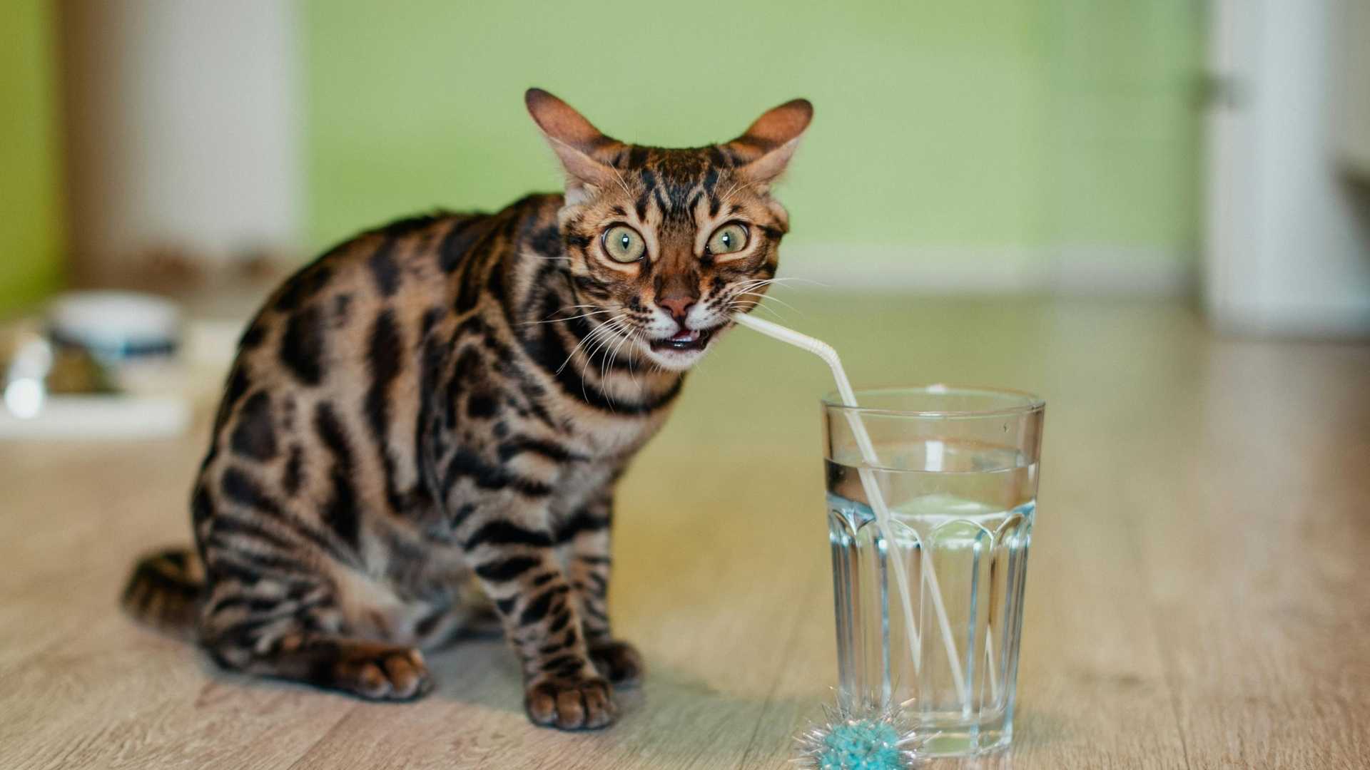 gato bebiendo con pajita